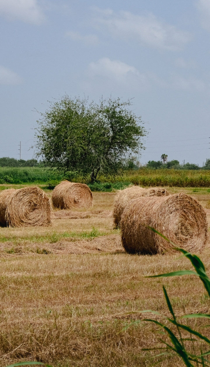 Rural Revival